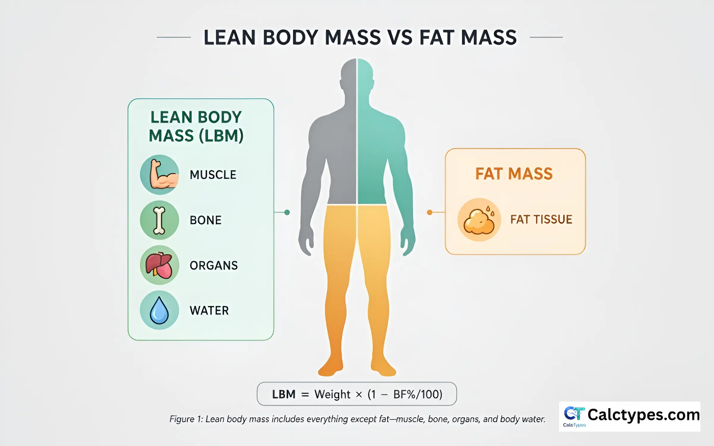 Diagram showing lean body mass components (muscle, bone, organs, water) versus fat mass