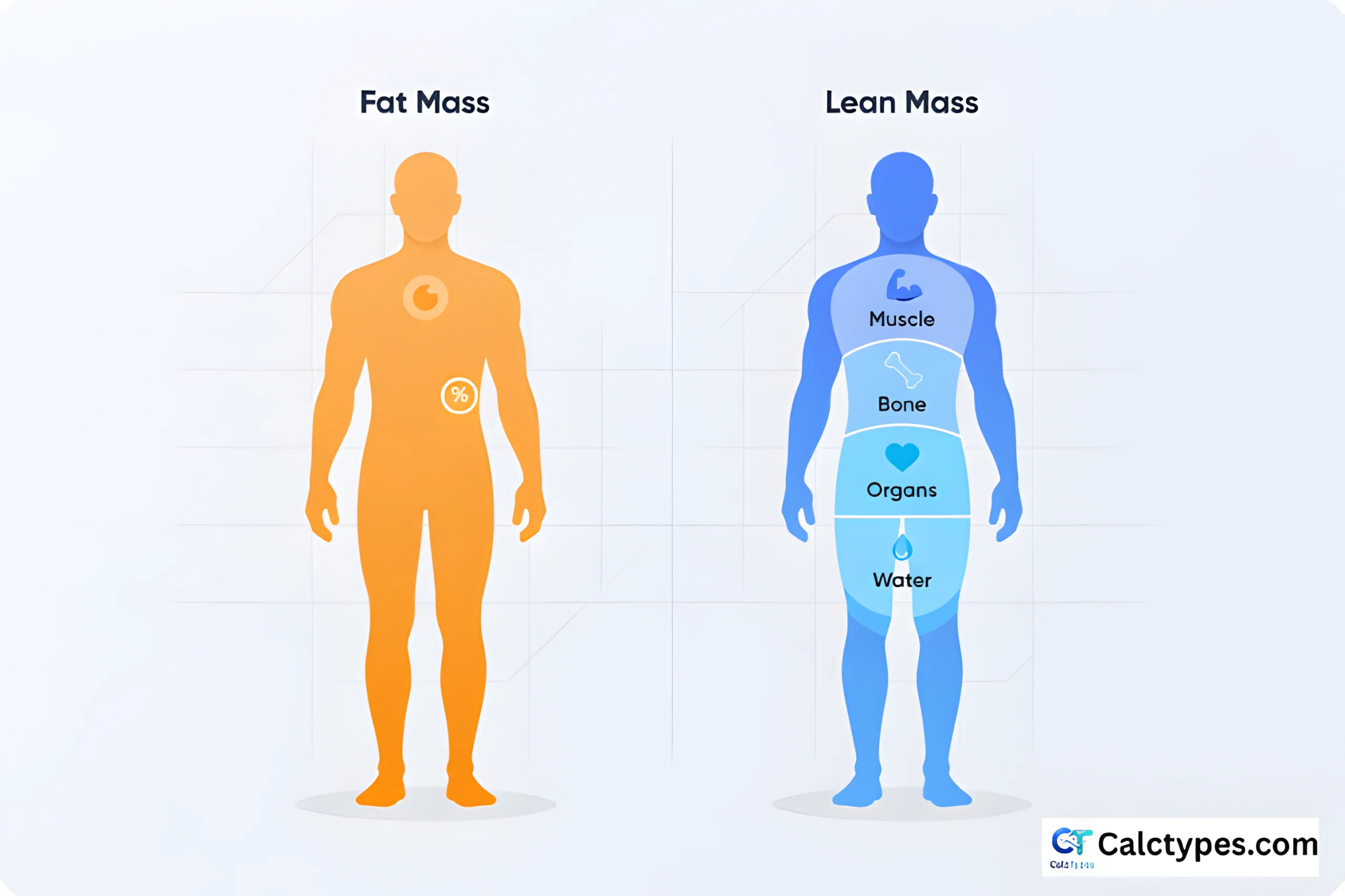 Illustration comparing fat mass and lean mass components of body composition