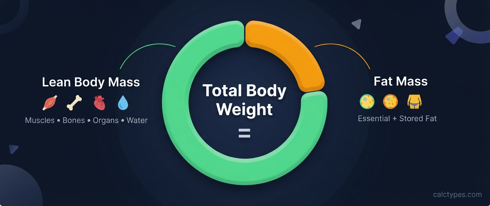 Illustration of body composition showing lean body mass versus fat mass split